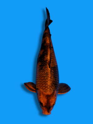 Kage Hi Utsuri | Koi&Co.